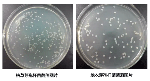 枯草和地衣芽孢桿菌主要有哪些區(qū)別？